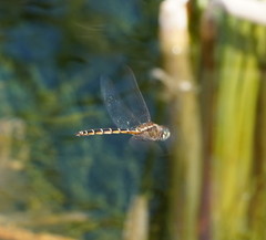 Procordulia jacksoniensis