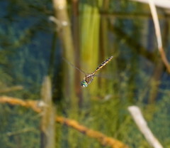 Procordulia jacksoniensis