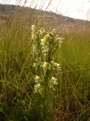 Habenaria epipactidea