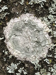 Ostropomycetidae