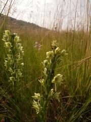 Habenaria epipactidea