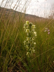Habenaria epipactidea