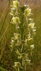Habenaria epipactidea