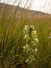 Habenaria epipactidea