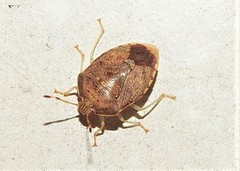 Menida spectabilis
