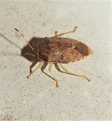 Menida spectabilis