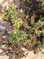 Artemisia campestris maritima