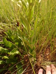 Habenaria epipactidea