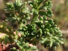 Artemisia campestris maritima