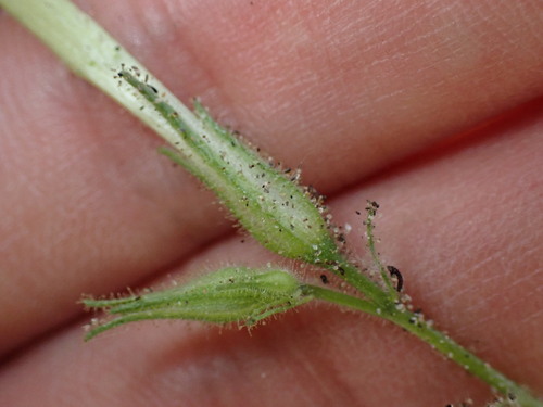 Image of Nicotiana acuminata by (c) W Rao, some rights reserved (CC BY)