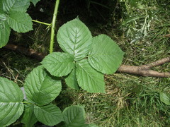 Rubus corylifolius