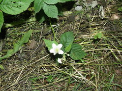Rubus corylifolius