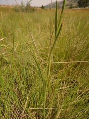 Habenaria filicornis