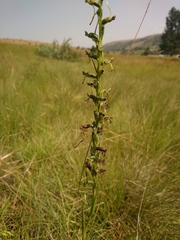Habenaria filicornis