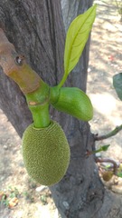 Artocarpus heterophyllus