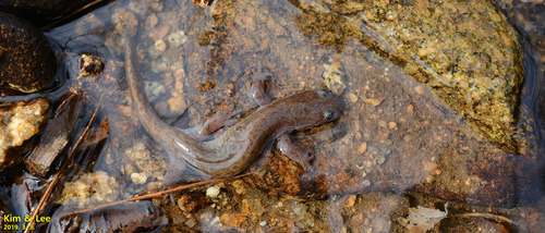 Geoje Salamander, Hynobius geojeensis