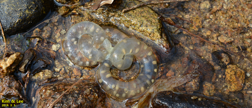 Cryptic Uiryeong Salamander, Hynobius perplicatus