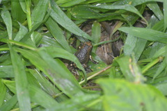 Microhylinae