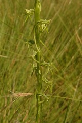 Habenaria filicornis