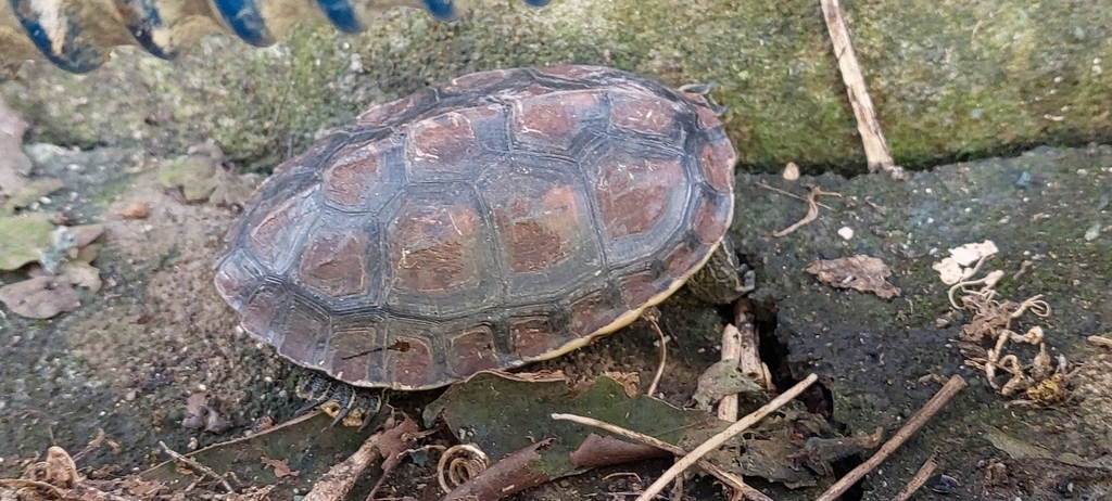 Common thread turtle in September 2023 by pei001063 · iNaturalist