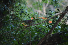 Treron curvirostra