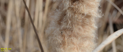 Typha orientalis