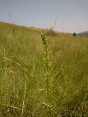 Habenaria filicornis