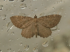 Philereme vetulata