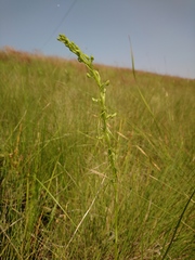 Habenaria filicornis