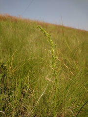 Habenaria filicornis