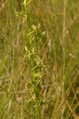 Habenaria filicornis