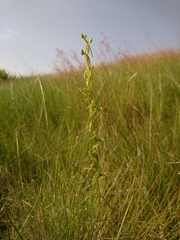 Habenaria filicornis