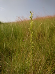 Habenaria filicornis