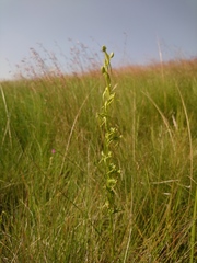 Habenaria filicornis