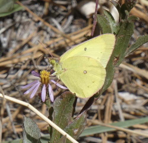Harford's Sulphur photo 4