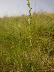 Habenaria filicornis