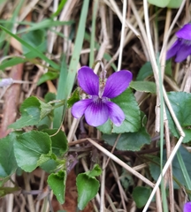 Viola