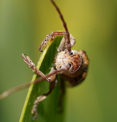 Rhytiphora decipiens