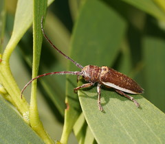 Rhytiphora decipiens