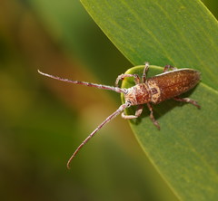 Rhytiphora decipiens