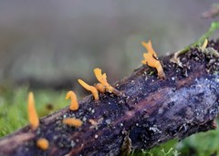 Calocera guepinioides