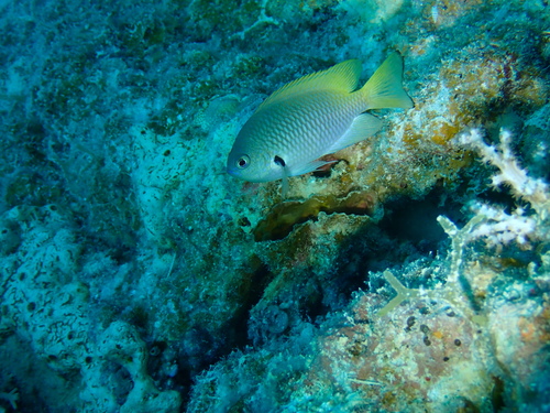 Blackmargined damsel (Pomacentrus nigromarginatus) — Pomacentridae — 4