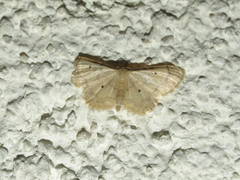 Idaea politaria