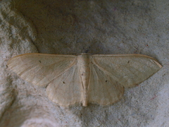 Idaea straminata