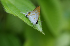 Hypolycaena thecloides