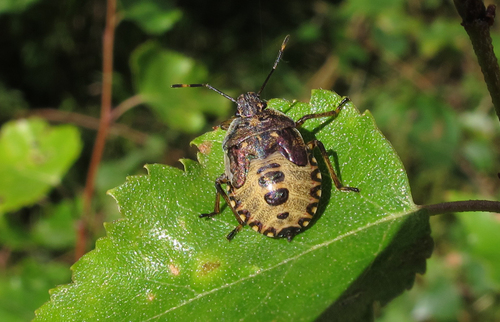 Dock Leaf Bug, photo 3 of 10