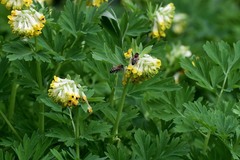 Corydalis nobilis