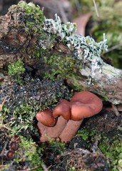 Lactarius eucalypti