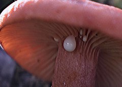 Lactarius eucalypti