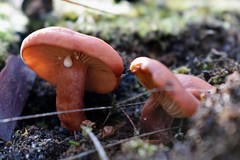 Lactarius eucalypti